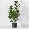 Potted Emperor Plant -Fashion Furniture Store 1117261451 a
